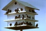 Purple Martin Bird House